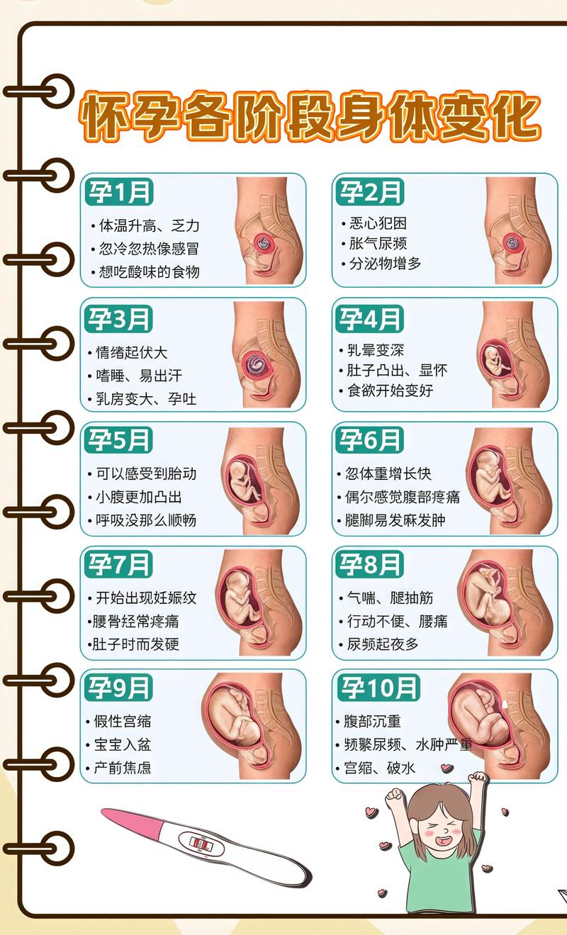 揭秘供卵代孕妈妈怀孕小腹分两节，孕期变化的奥秘石柱代生机构: